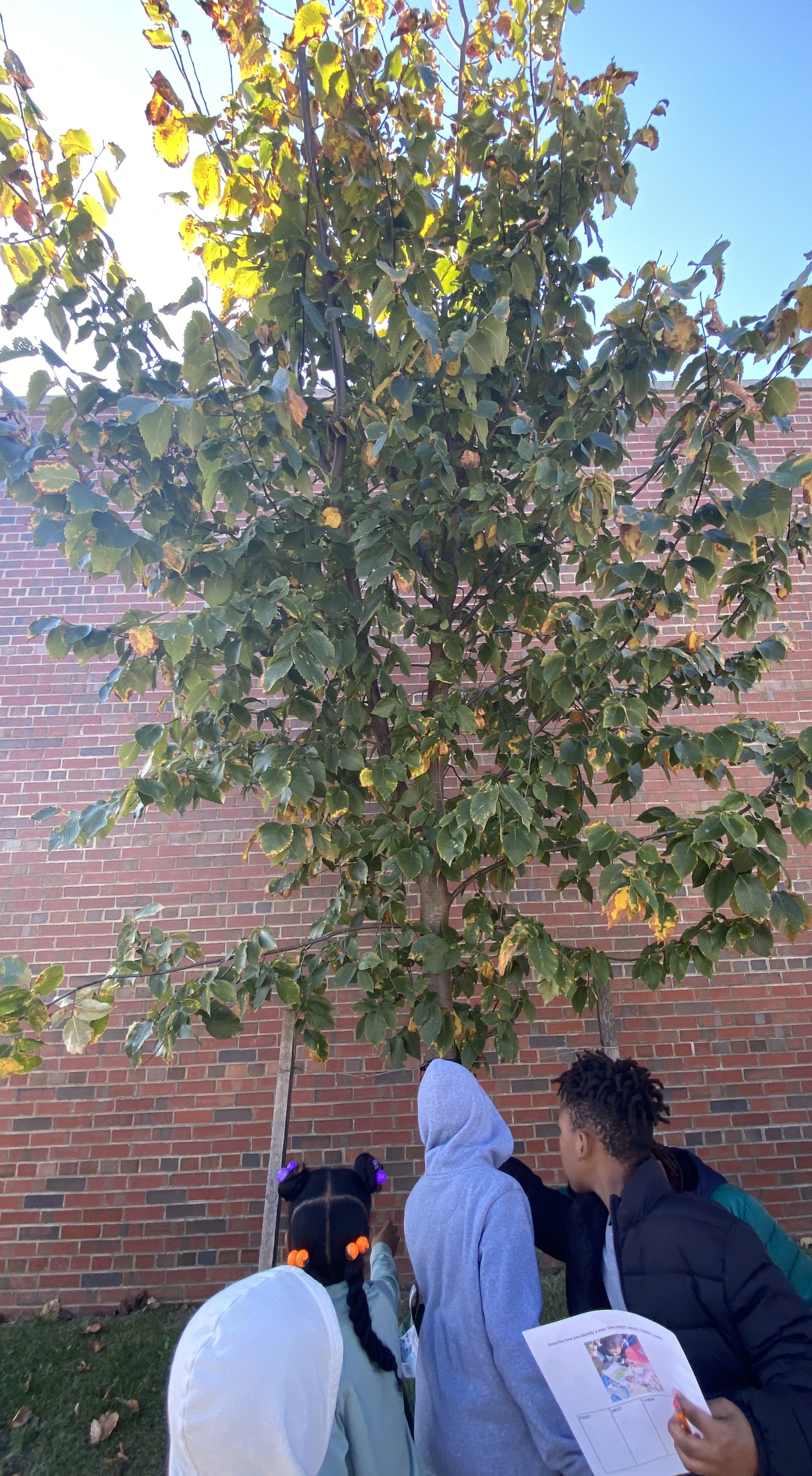 Students identify trees outside their school
